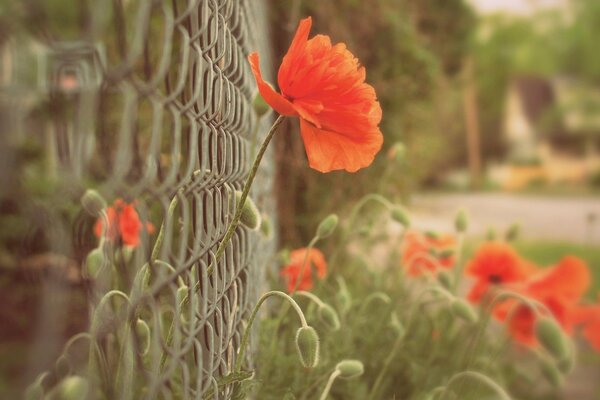 Fiori di papavero sulla rete di recinzione