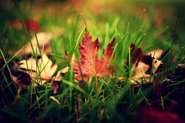 Herbstblätter in Regentropfen auf grünem Gras