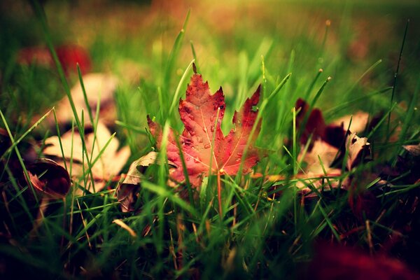 Autumn leaves in raindrops on green grass