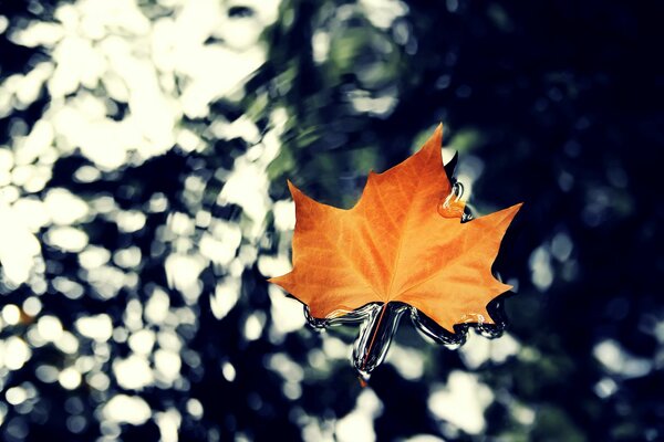 Hoja de otoño de arce de la naturaleza