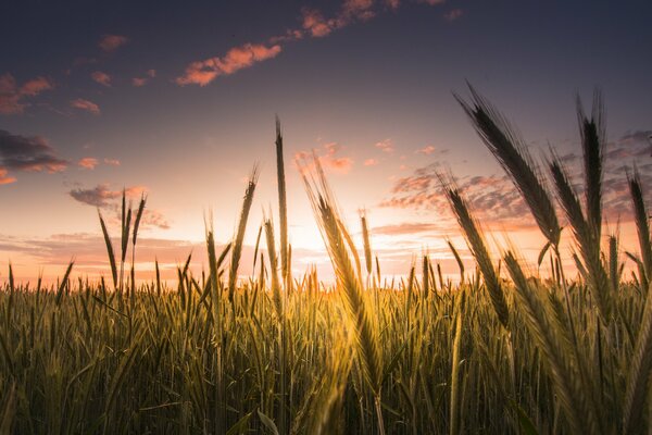 Campo di grano al tramonto