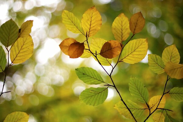 Feuilles d arbres en plein écran