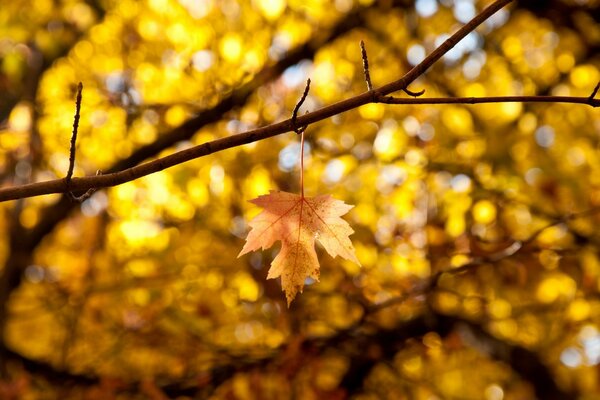 Suspendu feuille d automne solitaire