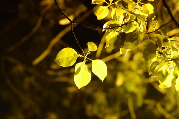 Hermoso follaje de otoño revoloteando en los árboles