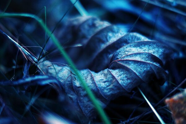 Macro photography in the grass