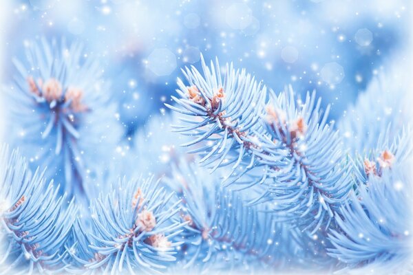 Twigs of spruce in blue frost