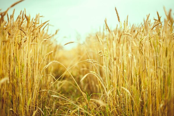 Campo con espigas de trigo