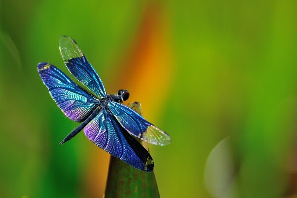 A dragonfly sits on the end of a blade of grass