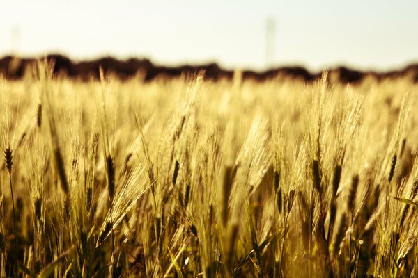 Die Ähren des Weizens eines grenzenlosen Feldes