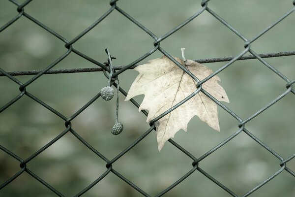 Hoja de otoño en una valla de malla sobre un fondo verde