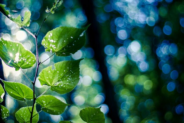 Birch branch in the morning forest