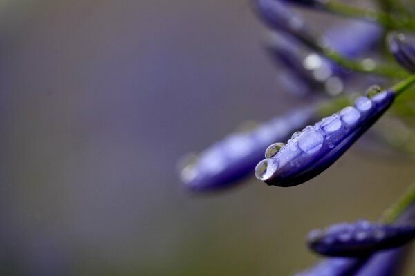 Gocce di rugiada su petali viola