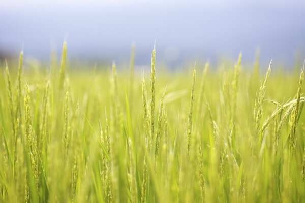 The ears of rice on the plantation are close