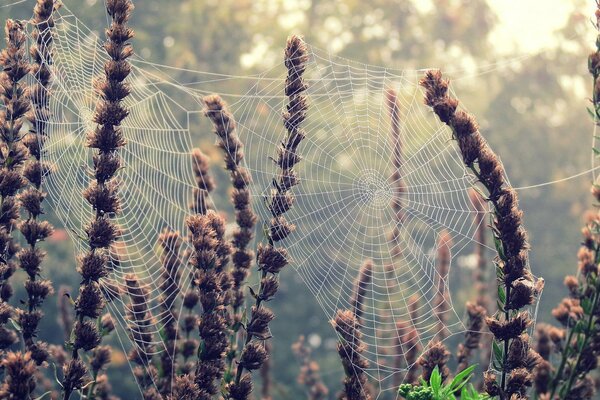 Pflanzen, die im Sonnenlicht mit Spinnweben bedeckt sind