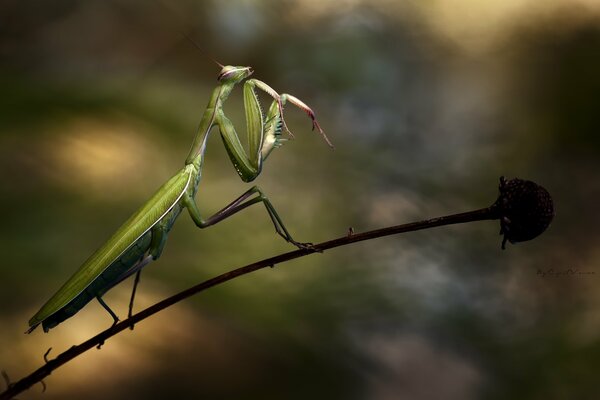 Insecto mantis en el tallo de la flor