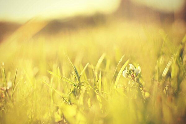 Makroaufnahme. Foto auf dem Desktop. Grünes Gras. Sommer