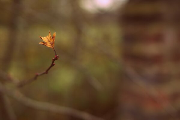 Hoja solitaria en un día de otoño