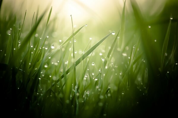 Dew drops on the green grass