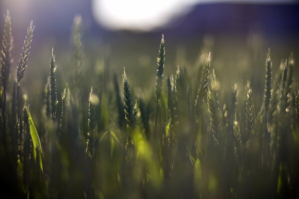 Green spikelets near the screen