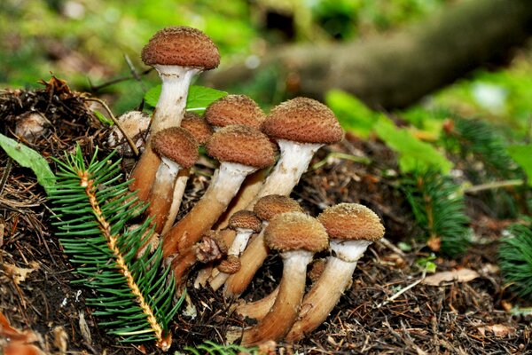 Champignons agaric dans la forêt