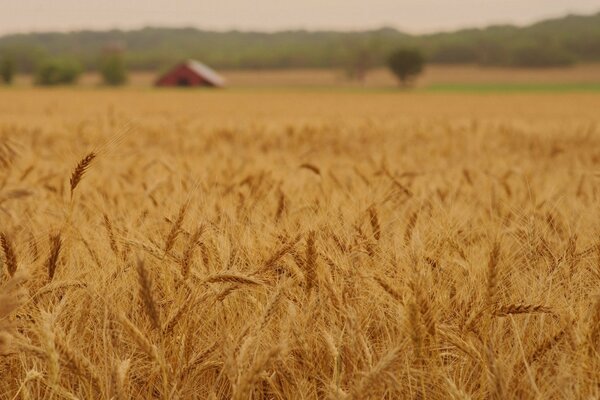 Mare d oro di spighe di grano