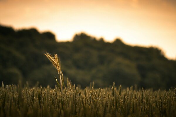 Die Natur. Makro. Sonnenuntergang. Weizenfeld