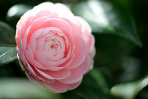 Pink Camellia Flower photo