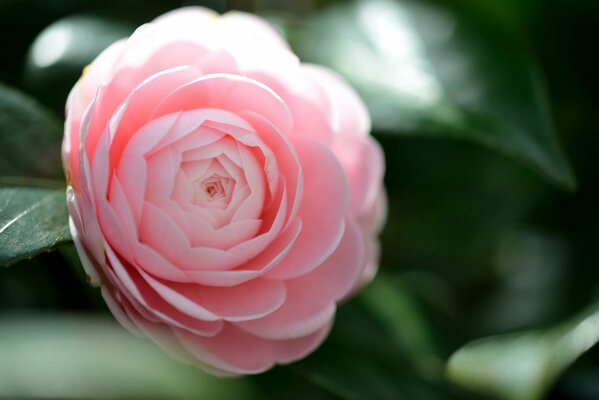 Photo de fleur de camélia rose