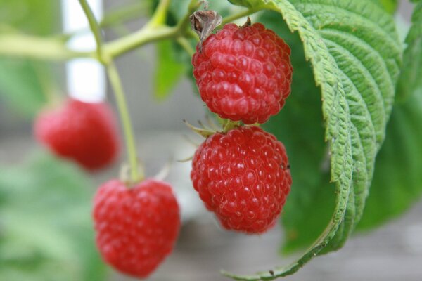 Raspberry bunches of berries in the garden