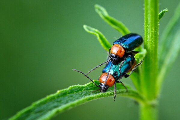 Un par de escarabajos en un tallo verde