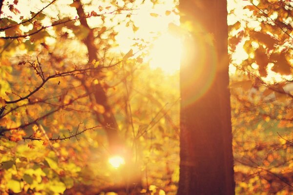 Autumn forest with glare from the sun