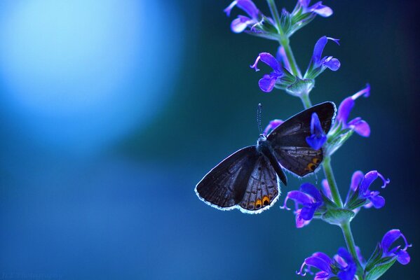 Серая бабочка на синих цветах
