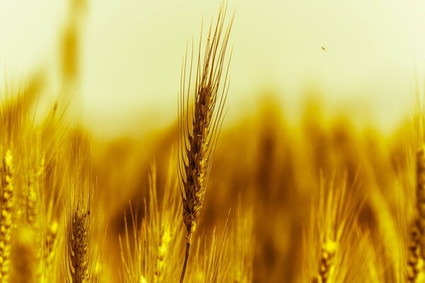 Campo di spighe dorate mature