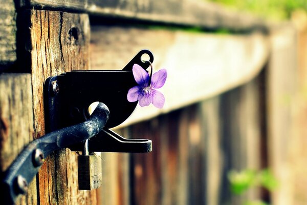 The lock on the fence with a purple cap