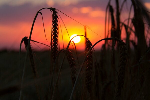 Nahaufnahme von reifen Ähren von Weizen bei Sonnenuntergang und rosa Himmelshintergrund