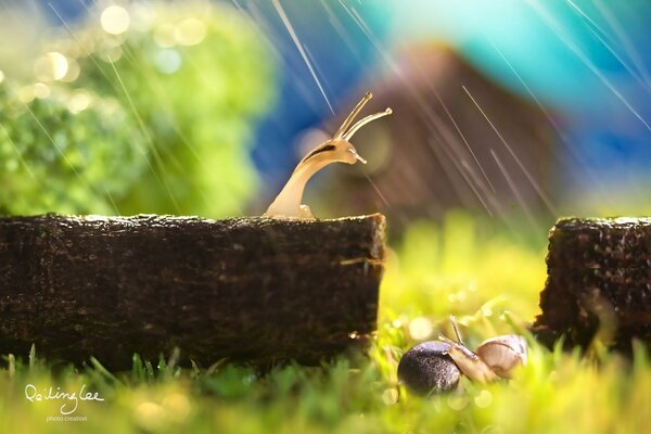 Makro zdjęcie ślimaków podczas deszczu