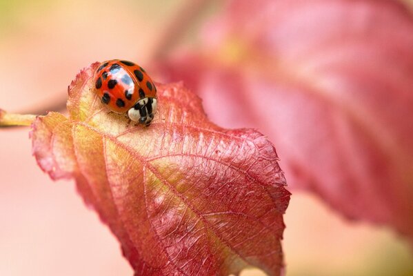 Coccinella su foglia gialla e rossa