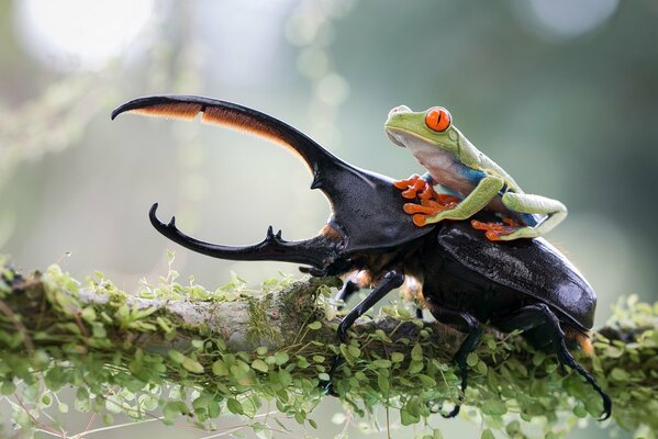 Grenouille et scarabée sur une branche