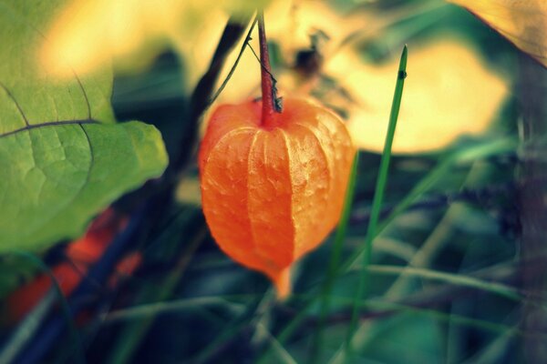 Physalis orange sur fond de feuilles