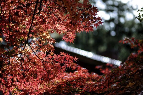 Mise au point des reflets lors de la prise de vue des feuilles d érable rouge. Effet bokeh