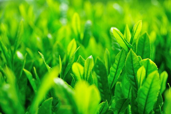 Émeraude jeune herbe au printemps