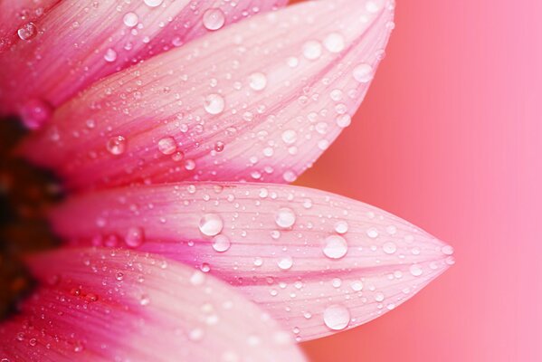 Macro images of beautiful flower petals