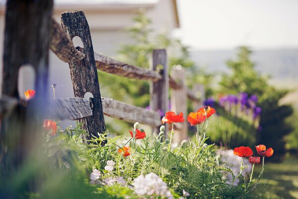 Paesaggio accogliente recinzione e papaveri