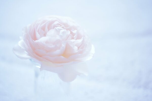 Pale pink camellia on a light background