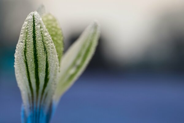 Dew drops on a small flower