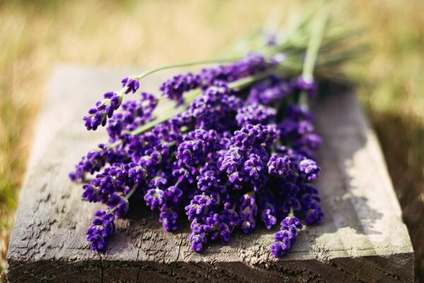 Lavender flowers in nature