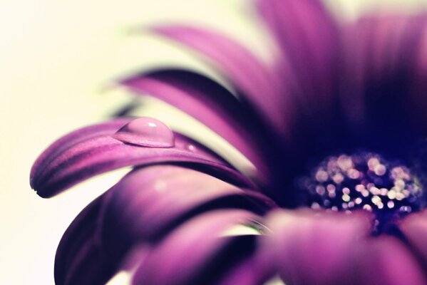 Purple flower with a drop on a petal