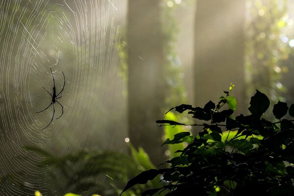 Araignée dans les rayons du soleil. Forêt sombre et toile d araignée