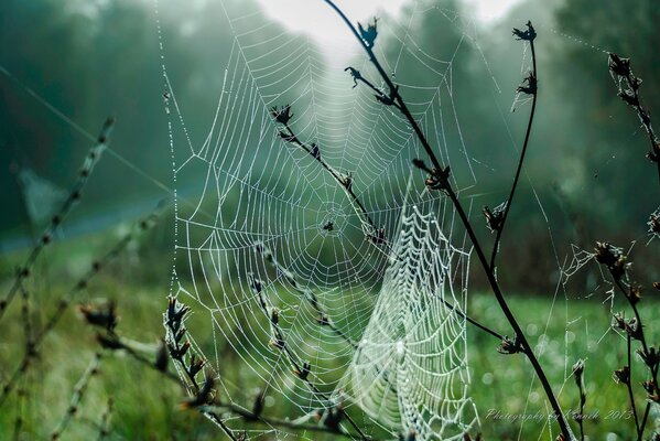 Autunno settembre e macro ragnatele