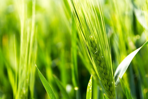 Ein Ährchen in einem grünen Feld. Makrofotografie